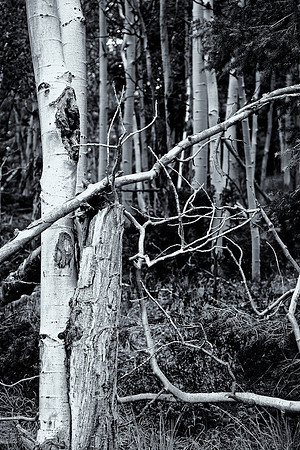 Aspens near Angel Fire