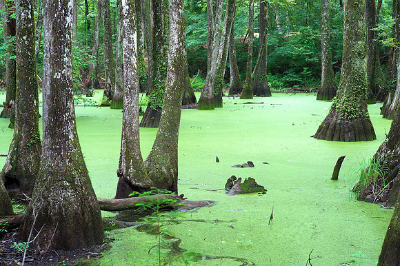 Cypress Swamp, Natchez Trace Pkwy, MS