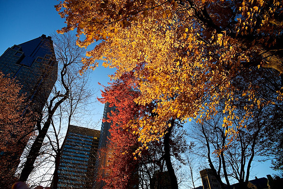 Fall Foliage, Montreal
