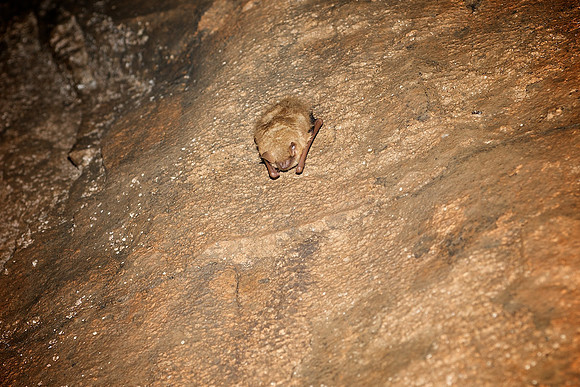 Bat in Devil's Den Cave