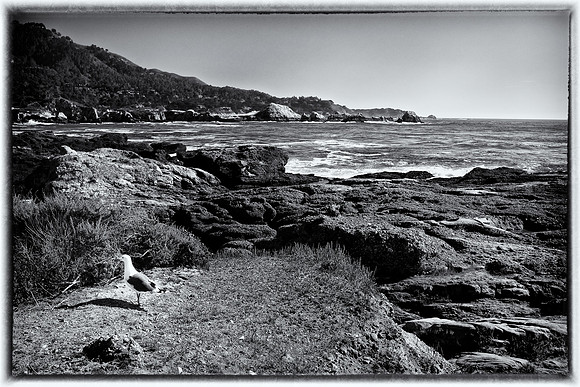 SE  - Custom - Point Lobos Seagull