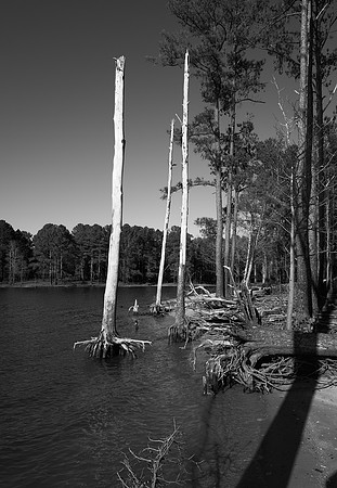 Harris Lake, North Carolina