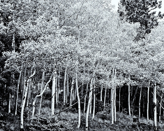Aspens above Angelfire, NM