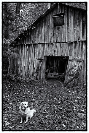 White Dog and Old Barn