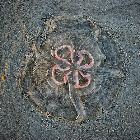Jelly Fish, Atlantic Beach, Florida
