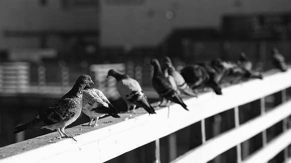 Pigeons, Pismo Beach