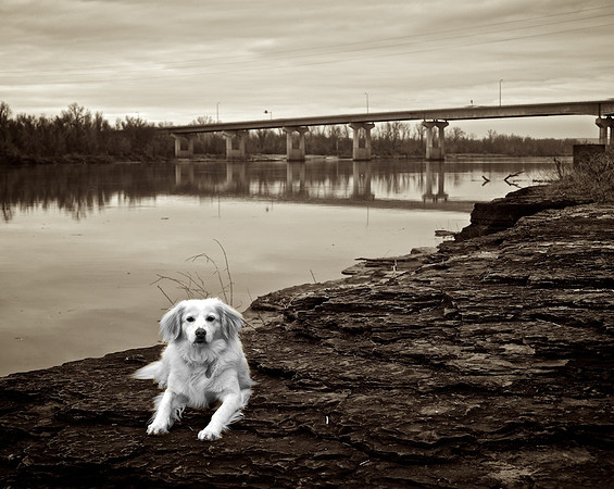White Dog on the Arkansas River
