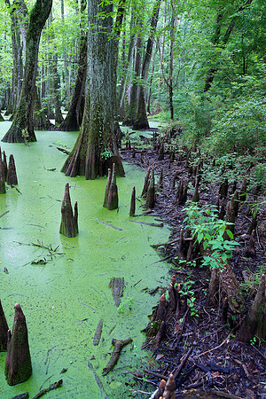 Cypress Swamp, Natchez Trace Pkwy, MS