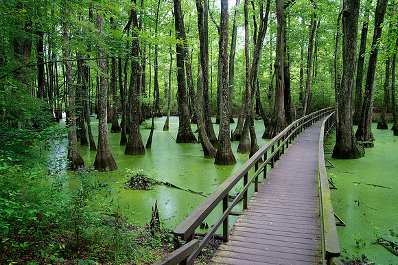 Cypress Swamp, Natchez Trace Pkwy, MS