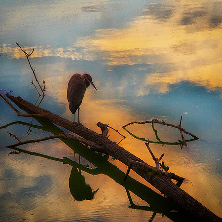 Heron at Radner Lake