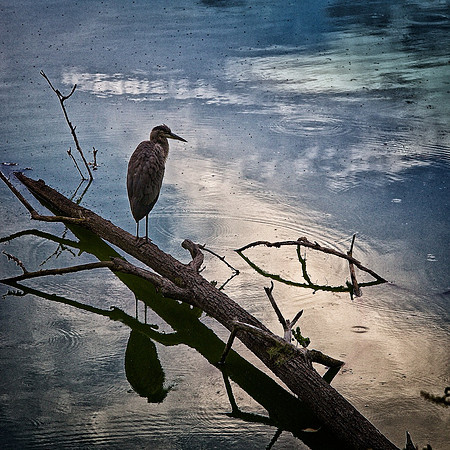 Heron at Radner Lake