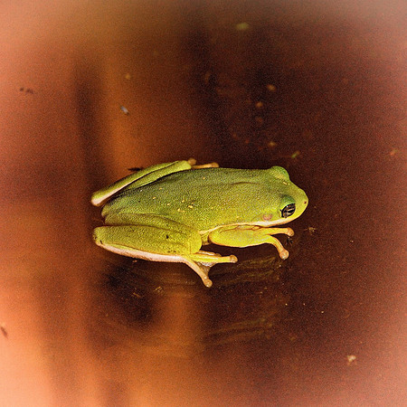 Frog